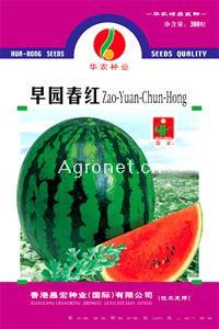 早园春红—西瓜种子