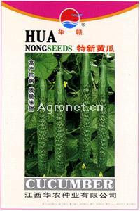 特新—黄瓜种子
