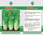 天香28白菜种子