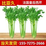 皇后特选西芹种子