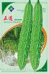 印尼进口原种(正道2008)高产苦瓜种子