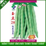 泰国玉豆28红花白荚四季豆种子