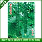 天优四号黄瓜种子-油亮型