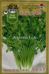 新西兰大叶—香菜种子 