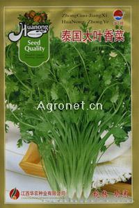 泰国大叶—香菜种子 