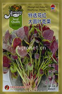 特选花红大圆叶—苋菜种子