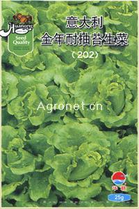 意大利全年耐抽苔—莴苣种子 