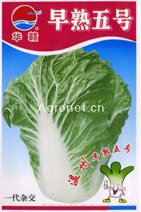 早熟五号—白菜种子