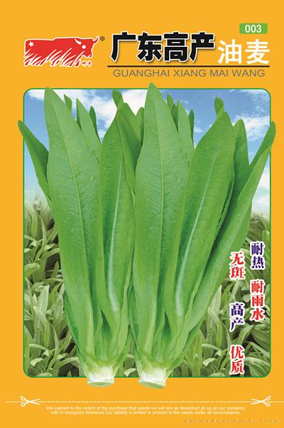 广东高产油麦（003）
