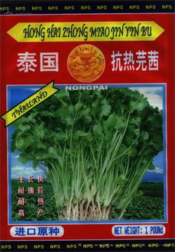 泰国香菜