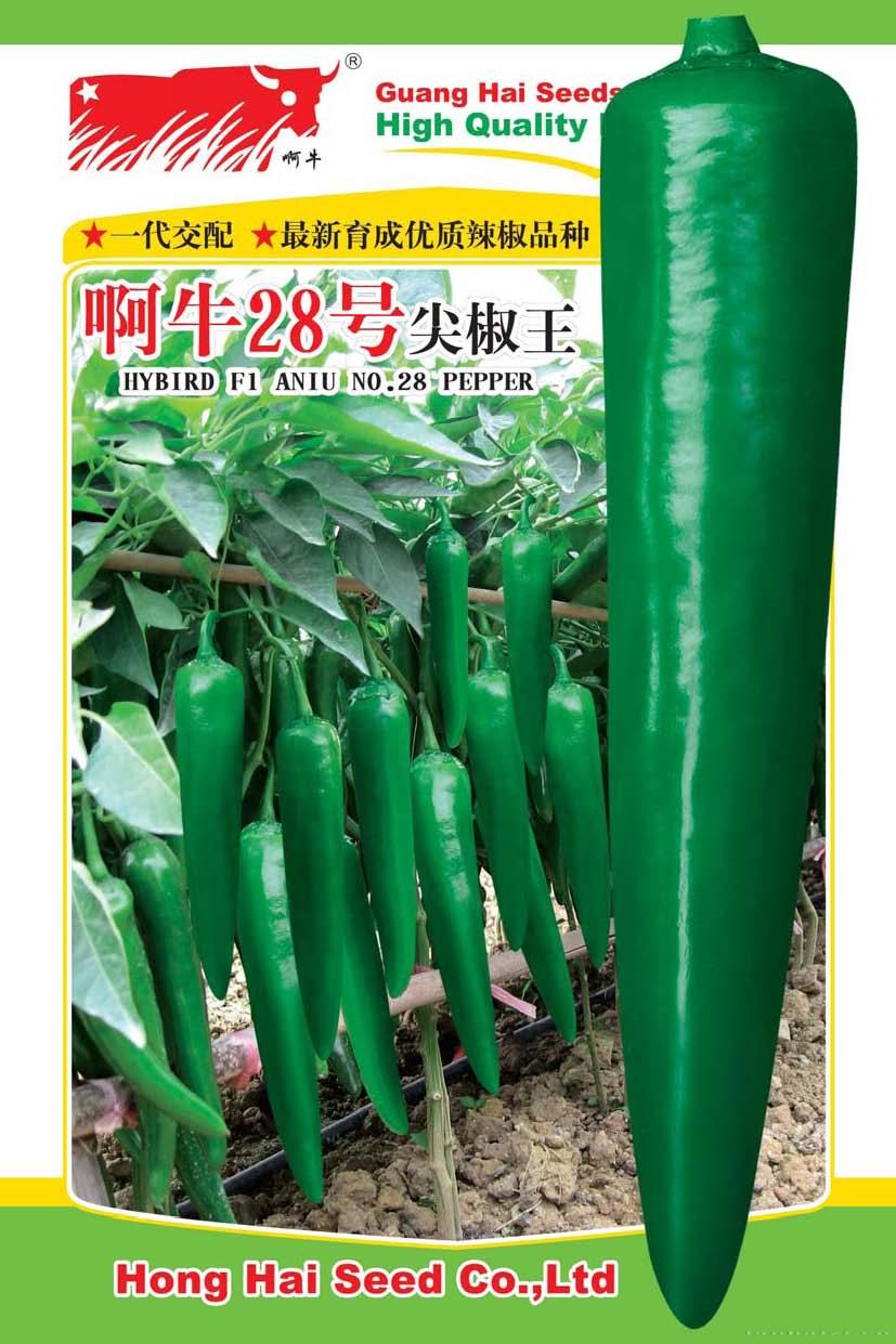 啊牛28号尖椒王