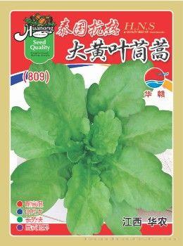 泰国抗热大黄叶茼蒿—茼蒿种子 