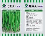 韩国线椒种子