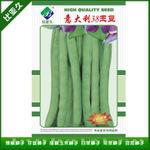 意大利进口38玉豆种子