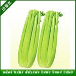 文图拉芹菜种子