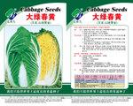 韩国进口大绿春黄白菜种子