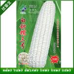 纯白甜加糯3号玉米种子