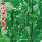 迷你水果瓜种子