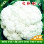 60天青梗松花种子
