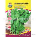 批发蔬菜种子豌豆苗种子豌豆尖种子白花高产中早熟抗病热卖