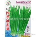 批发供应阳台蔬菜种子 油麦菜种子家庭园艺蔬菜种子 全年可播