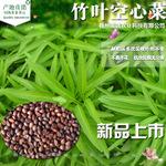 产地直销蔬菜种子竹叶空心菜种子高产蕹菜种子多次采收不变形