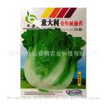 批发供应蔬菜种子全年耐抽薹生菜种子家庭阳台蔬菜种子