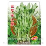产地直销蔬菜种子福州三叉空心菜种子高产蕹菜种子梗三叉半青白