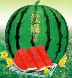 抗裂红铃2——西瓜