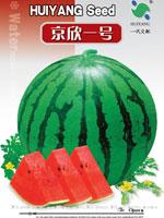 京欣一号——西瓜
