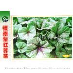 批发蔬菜种子福州紫红荠菜种子冬寒菜种子特色蔬菜种子热卖