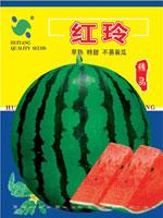 红玲——西瓜