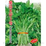 产地直销蔬菜种子三叉空心菜种子高产蕹菜种子星品太空三叉空心菜