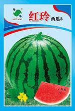红玲西瓜3——西瓜