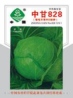 中甘828（雄性不育MS制种）——甘蓝