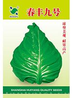 春丰九号——甘蓝
