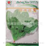 批发供应蔬菜种子荷兰进口超秀菠菜种子spinach seeds高产耐寒