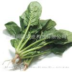 厂家直销 全能菠菜类型散装黑叶菠菜 高产菠菜种子新种上市
