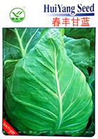 春丰甘蓝——甘蓝