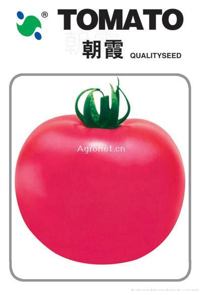  朝霞——番茄种子 