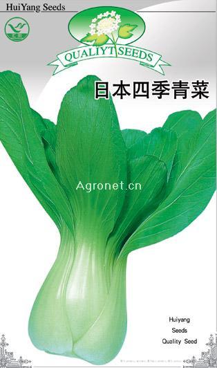 日本四季青菜——白菜种