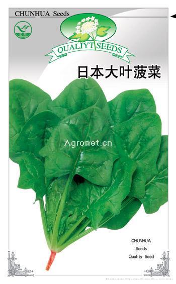 日本大叶菠菜——菠菜种子 