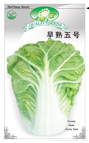 早熟五号——白菜种子
