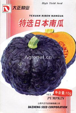 供应特选日本南瓜—南瓜种子