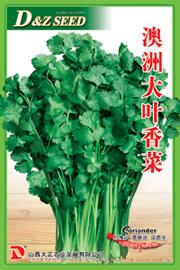 供应香菜种子--澳洲大叶香菜