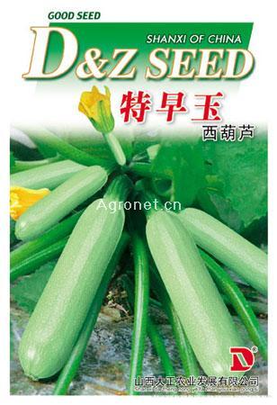供应特早玉—西葫芦种子