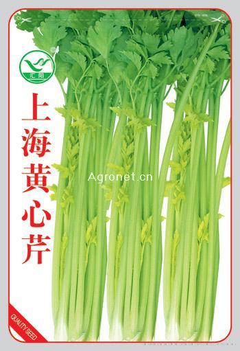  上海黄心芹——芹菜种子 