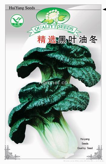  精选黑叶油冬——白菜种子 