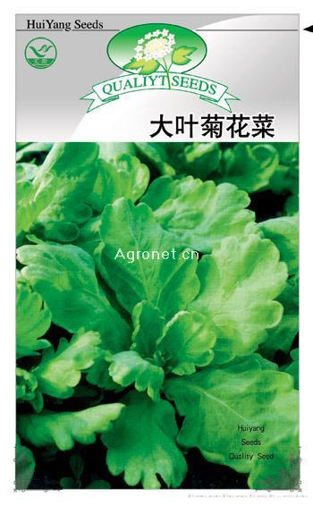 大叶菊花菜——白菜种子 