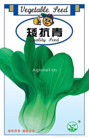 矮抗青——白菜种子 